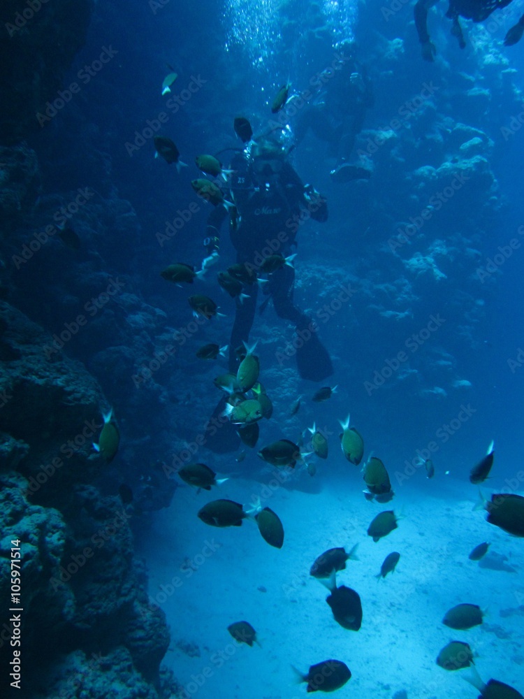 Divers in Canyon with sand bottom, fish colony.Underwater world of Red sea, Dahab, Egypt, Sinai