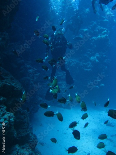 Divers in Canyon with sand bottom, fish colony.Underwater world of Red sea, Dahab, Egypt, Sinai