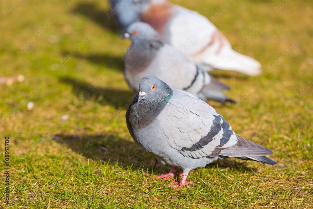 Fototapeta premium Pigeons in city park