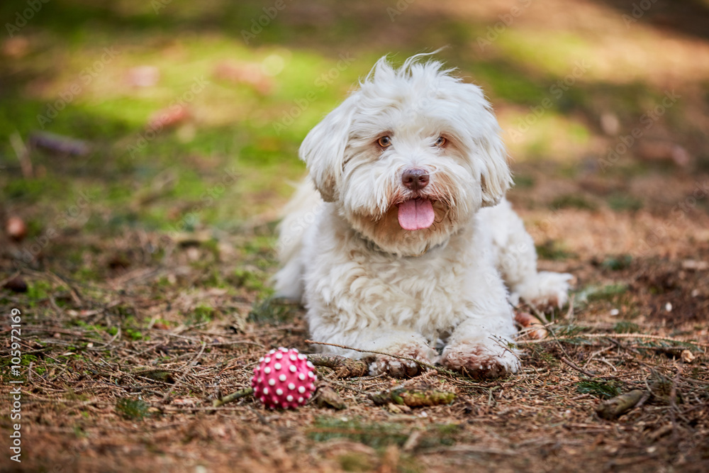 Havanese dog lying in the forest with ball Havanese dog lying in the forest with ball