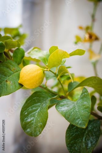 Pianta di limone con limone giallo