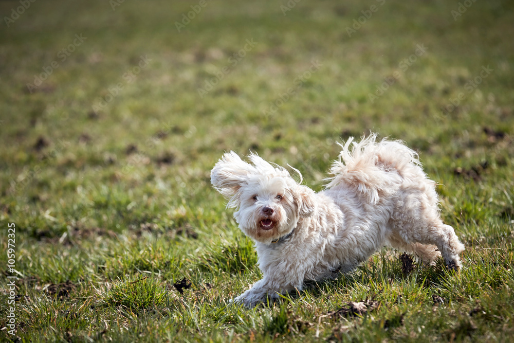 Havanese dog running and jumping