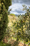 Olive trees garden