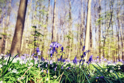 Beautiful bluebells in spring forest