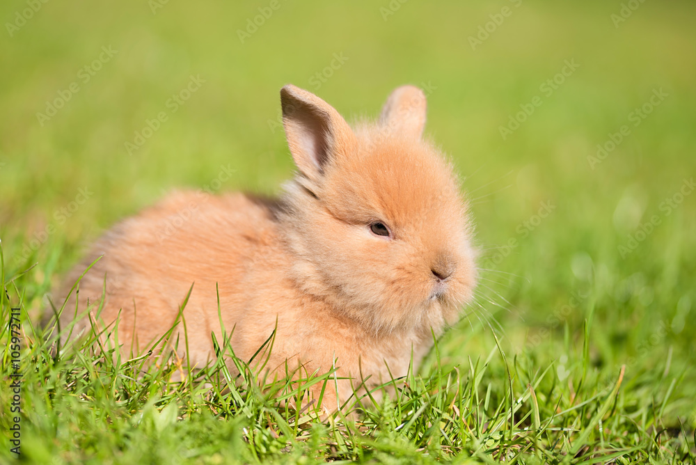 Baby rabbit in green grass Baby rabbit in green grass