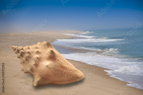 Large conch seashell on sandy beach with ocean background