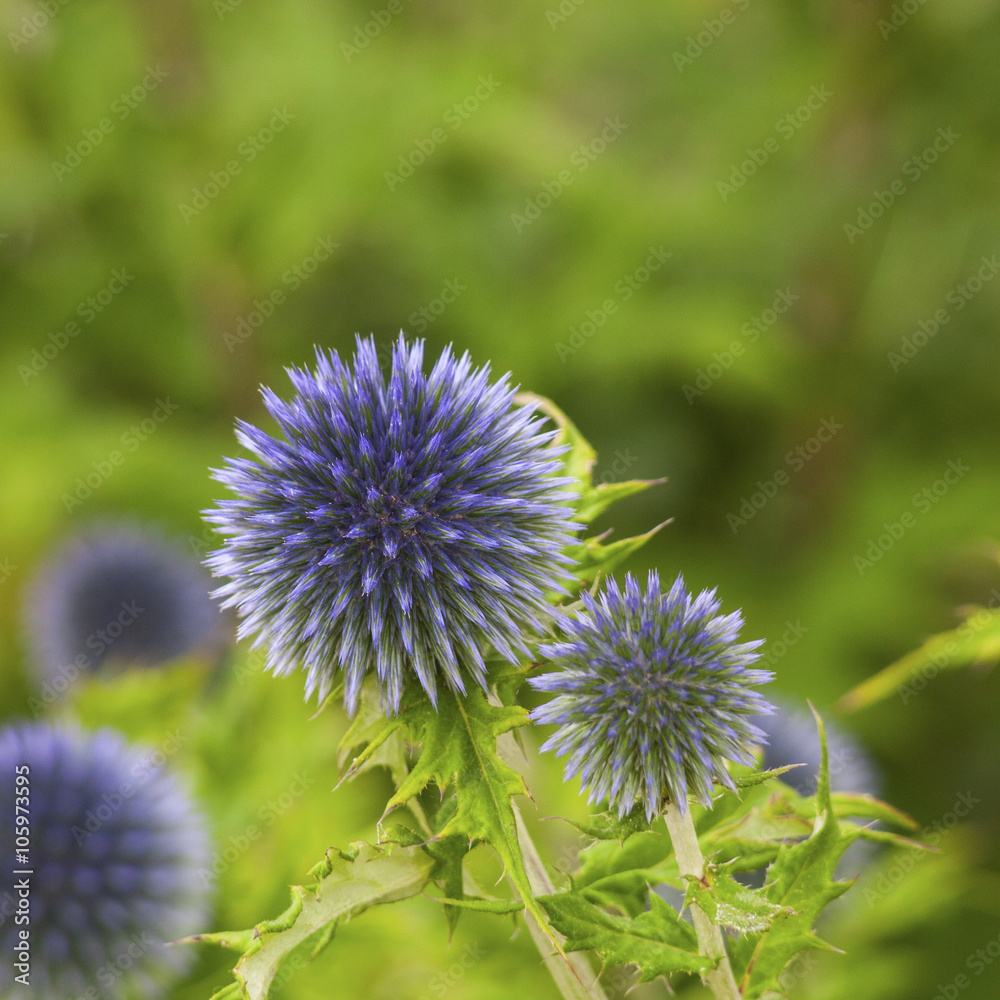 Globe thistles in Scotland