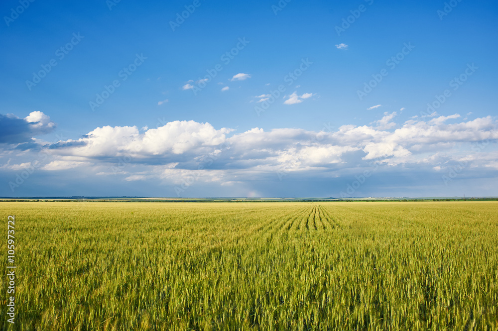 spring landscape - green grass wheat field and blue sky