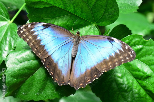 A pretty blue morpho butterfly lands in the gardens for a visit.