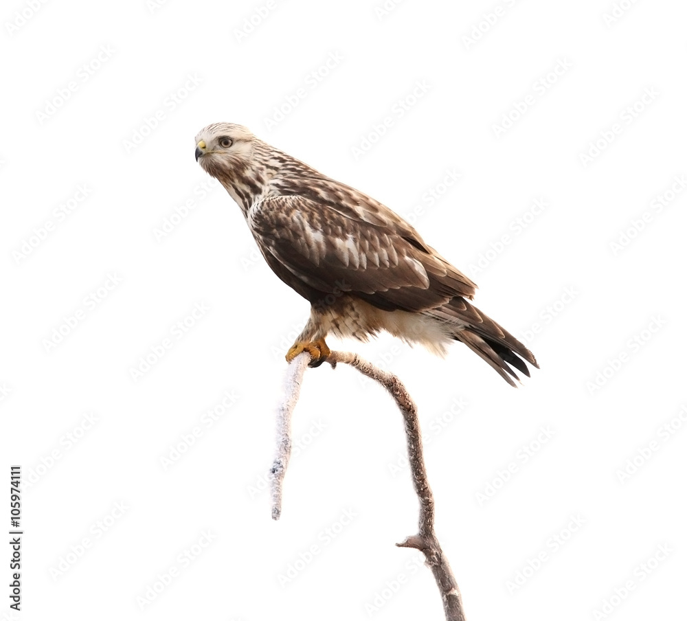 Fototapeta premium rough-legged hawk on branch