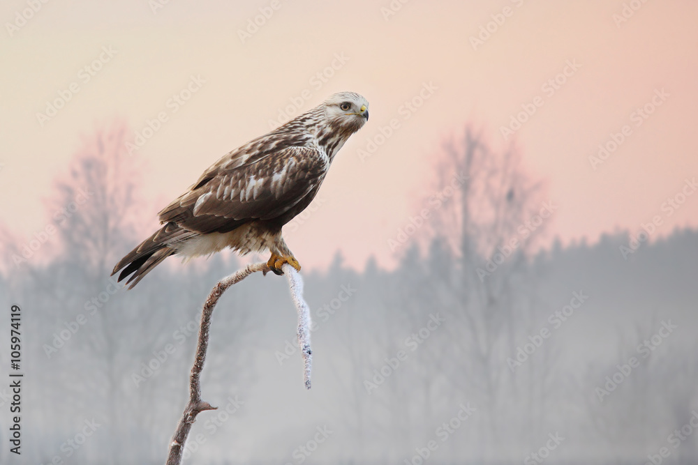 Obraz premium rough-legged hawk on branch