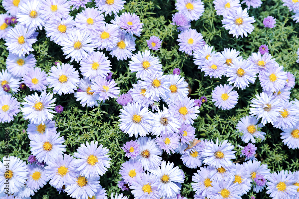 Blue perennial asters Blue perennial asters