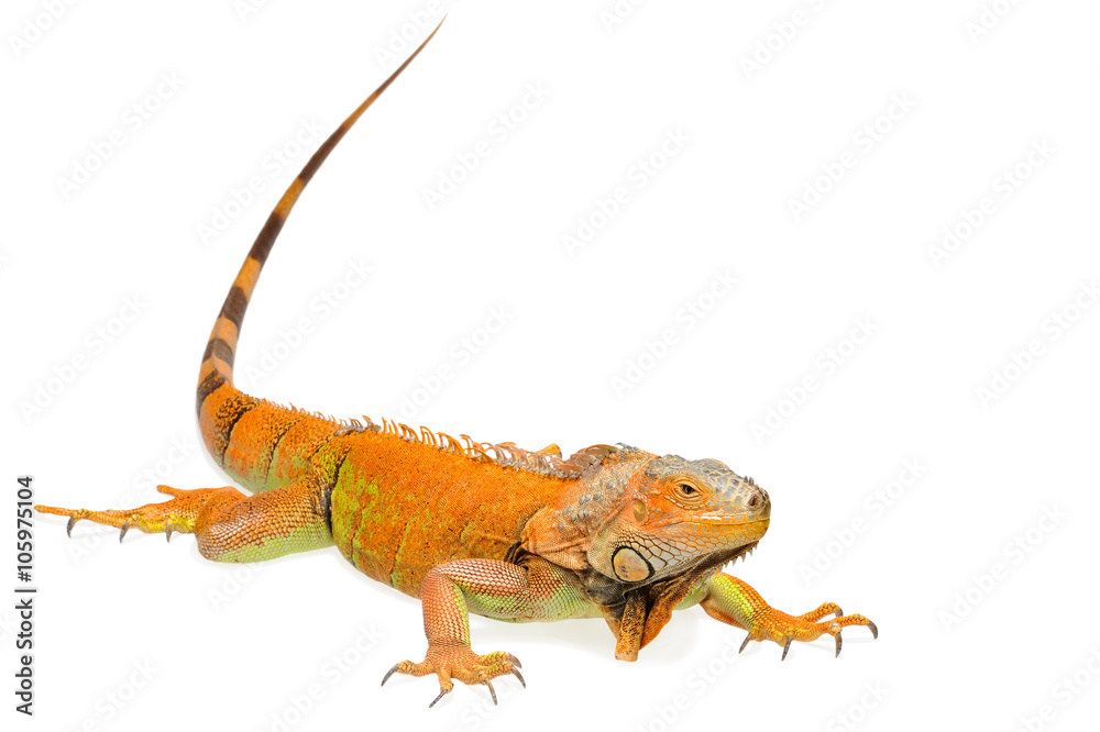 Fototapeta premium Orange green iguana isolated on white background