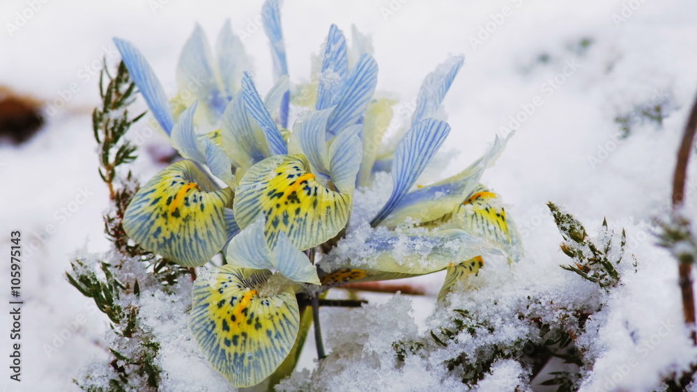 Spring flowers in the snow.
