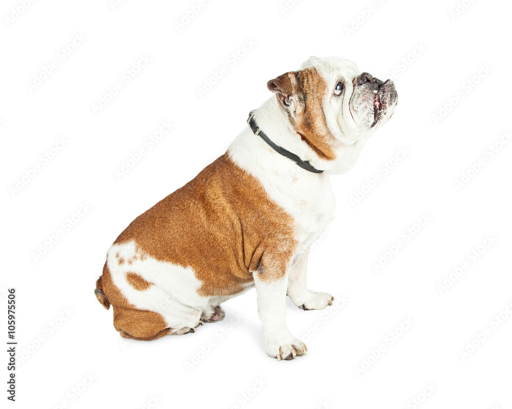 Bulldog Sitting Side With Underbite