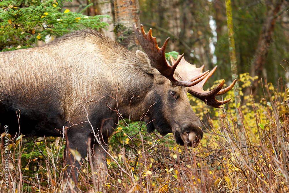 Moose Bull with big antlers eating, Male, Alaska, USA Moose Bull with big antlers eating, Male, Alaska, USA