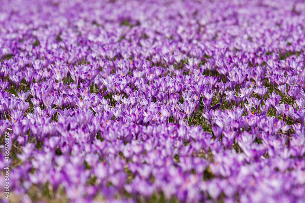Saffron fields Saffron fields
