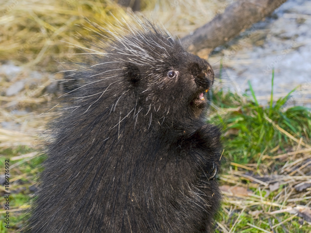 North American porcupine