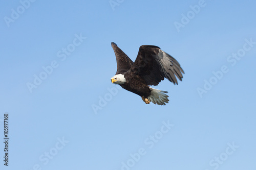 Adult Bald Eagle in Flight with blue sky Background, Alaska, USA
