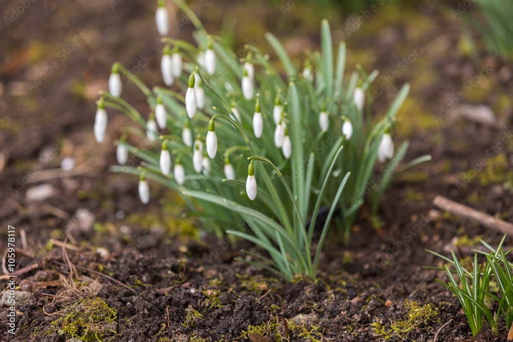 Fototapeta premium Snowdrops flowers blooming