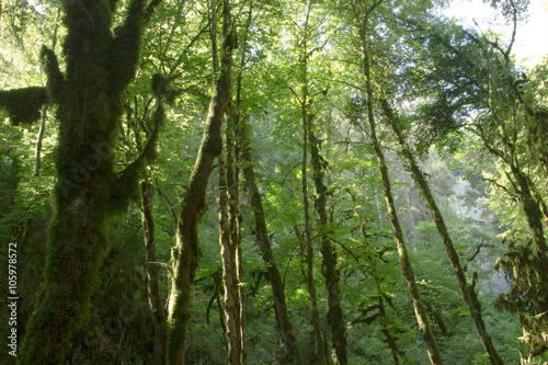 vue en contre plongée de grands troncs d'arbre avec de la mousse dans des sous bois