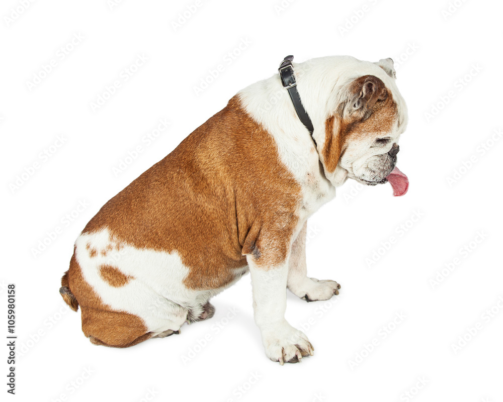 Funny Bulldog Sitting Side Tongue Out