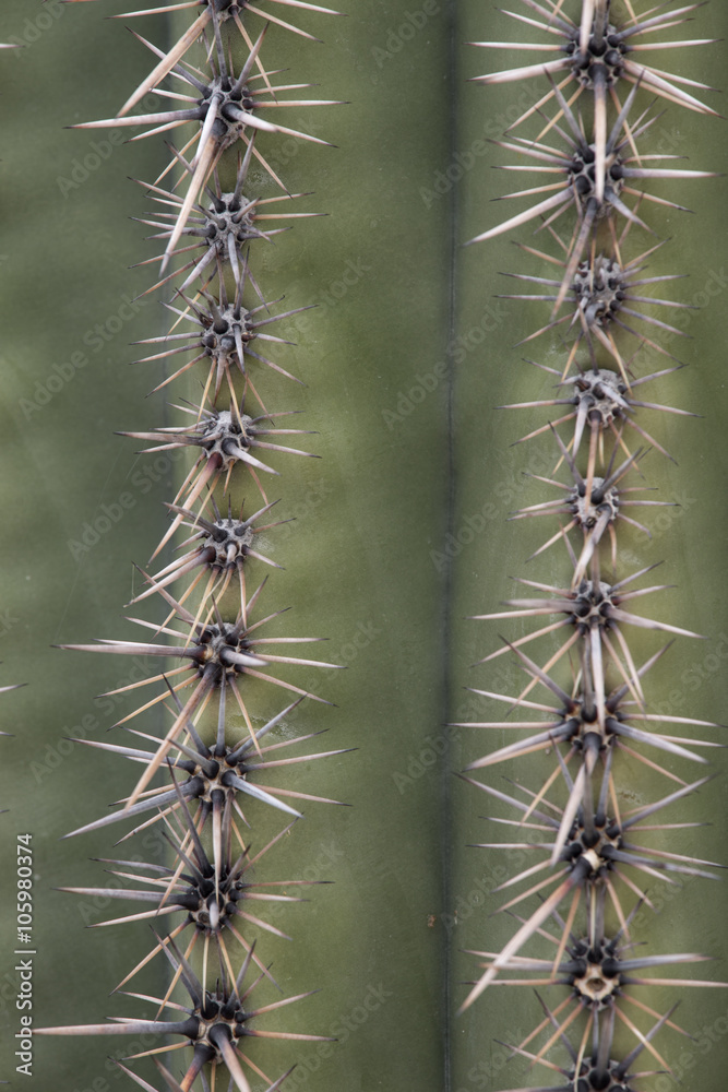 A close up (macro) shot of spines of a cactus growing in southern Arizona, USA A close up (macro) shot of spines of a cactus growing in southern Arizona, USA
