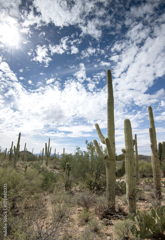 A grouping of Saguaro cacti of various ages stand under a partly cloudy blue sky