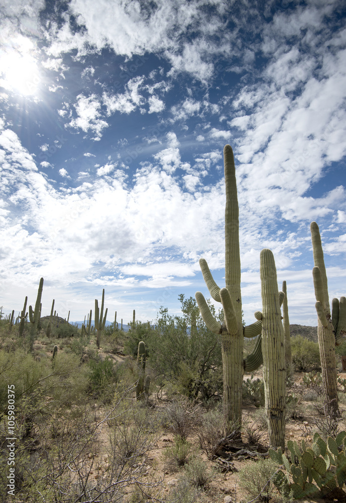A grouping of Saguaro cacti of various ages stand under a partly cloudy blue sky A grouping of Saguaro cacti of various ages stand under a partly cloudy blue sky
