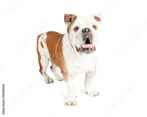 Happy Bulldog Standing Open Mouth