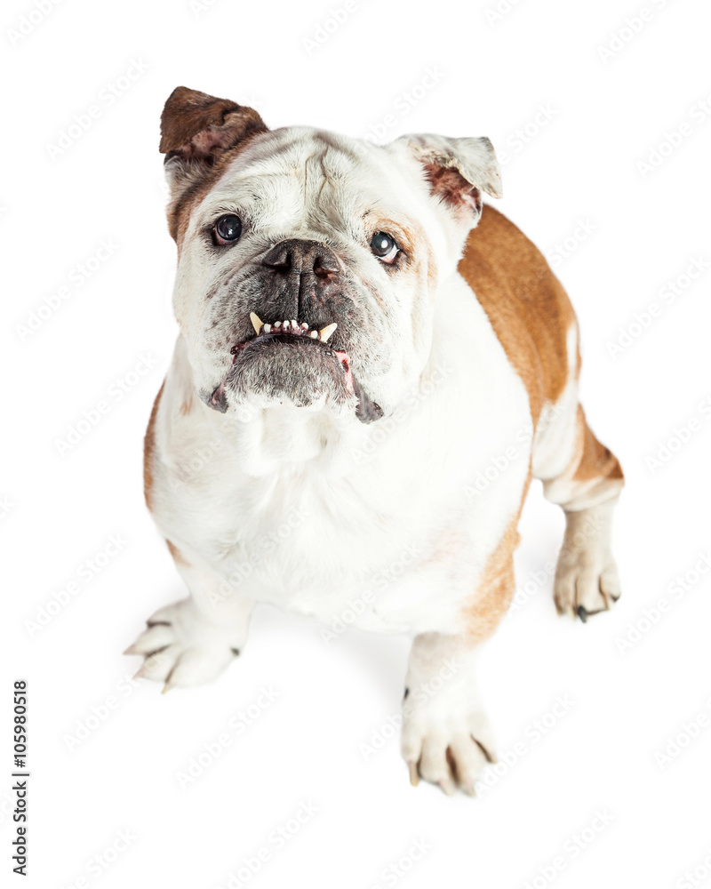 Overhead View Attentive Bulldog Underbite