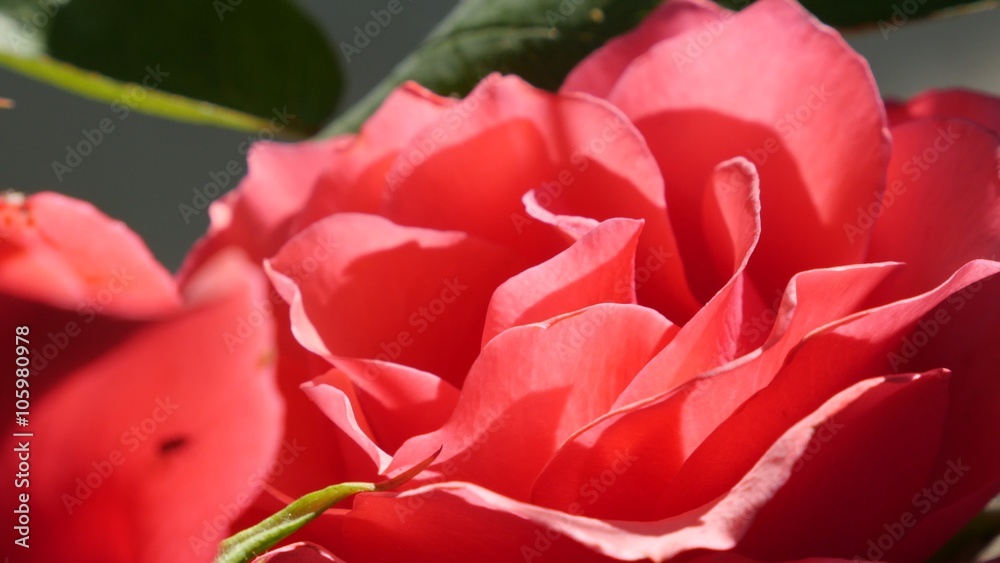 Pink rose flower bud beautiful natural 4K 3840X2160 UltraHD video - Slow pan over pink rose flower bud 4K 2160p UHD footage Pink rose flower bud beautiful natural 4K 3840X2160 UltraHD video - Slow pan over pink rose flower bud 4K 2160p UHD footage