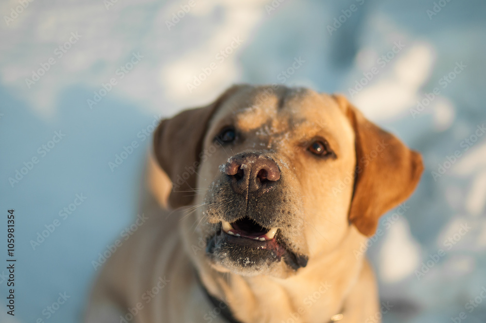 Pale labrador retriever barking Pale labrador retriever barking