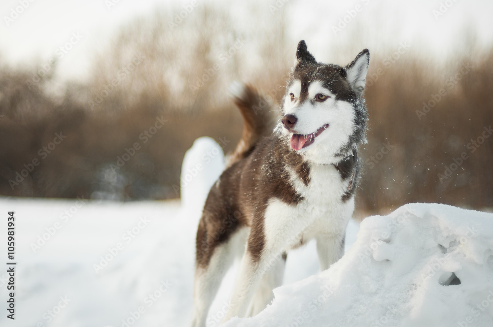 Brown siberian husky in the snow Brown siberian husky in the snow