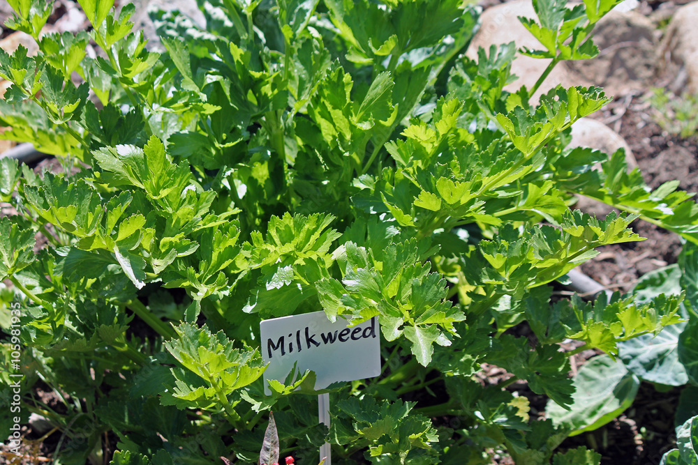 Milkweed in the Garden