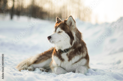 Brown siberian husky laying in the snow