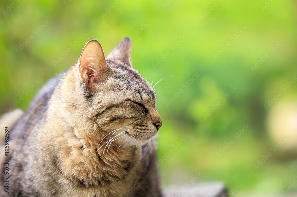 Stray cat / 野良猫 Stray cat / 野良猫