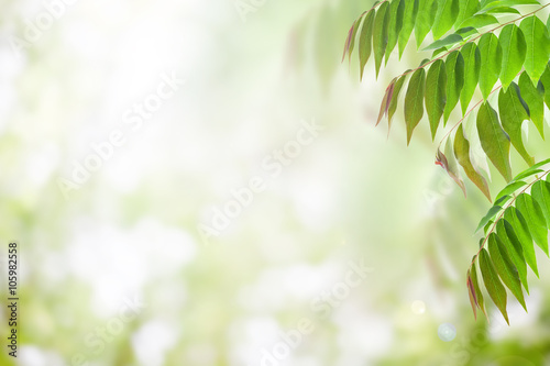 Green leaves isolated on green nature background..