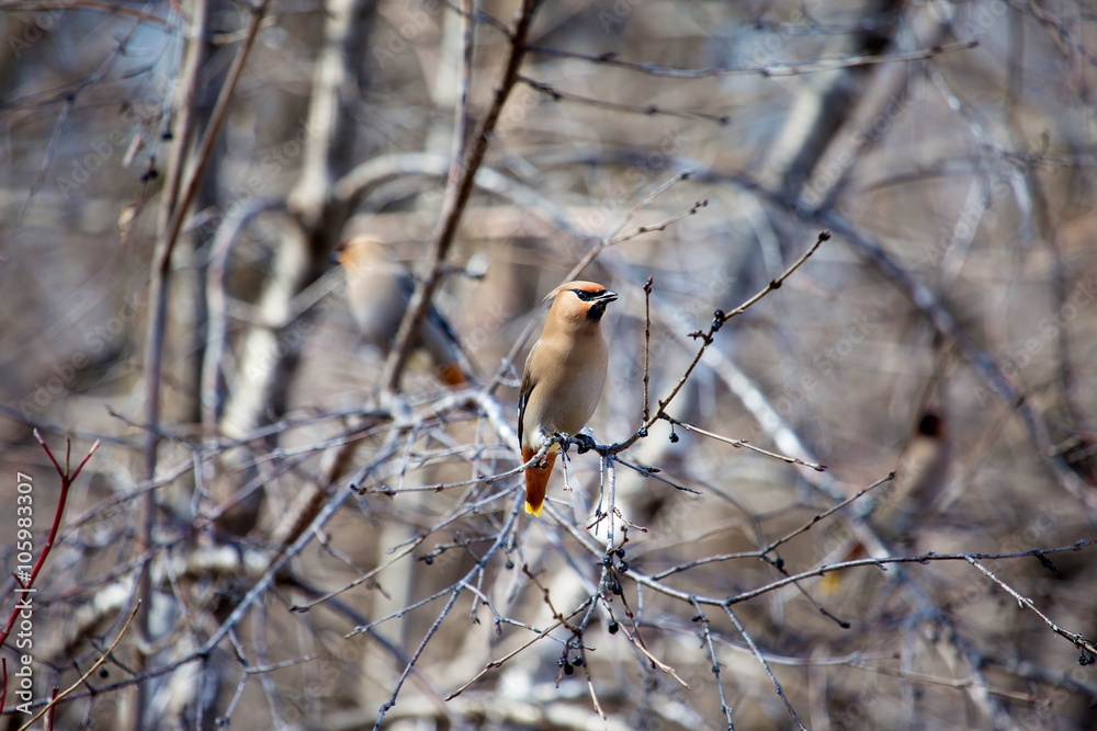 The Bohemian waxwing is a starling-sized perching bird that breeds in the northern forests of Eurasia and North America. It has mainly buff-grey plumage, black face markings and a pointed crest. The Bohemian waxwing is a starling-sized perching bird that breeds in the northern forests of Eurasia and North America. It has mainly buff-grey plumage, black face markings and a pointed crest.