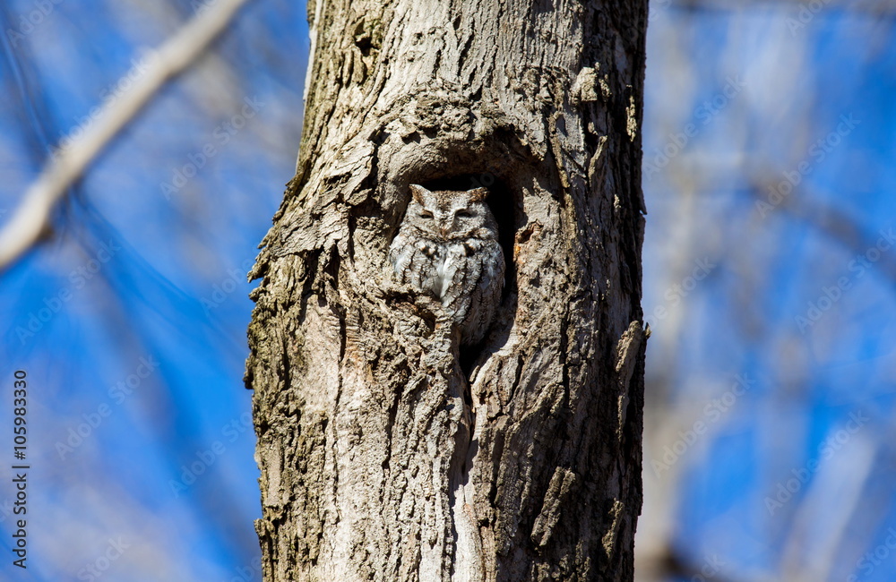 Obraz premium Eastern Screech Owl. This species is native to most wooded environments of its distribution and has adapted well to manmade development, although it frequently avoids detection.