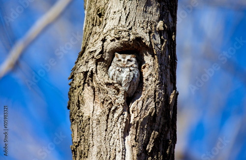 Eastern Screech Owl. This species is native to most wooded environments of its distribution and has adapted well to manmade development, although it frequently avoids detection.