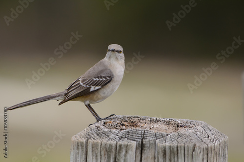 Photo Mockingbird perched on post looking forward Landscape