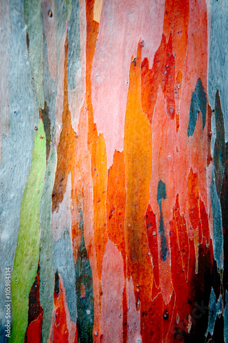 Eucalyptus bark texture photo