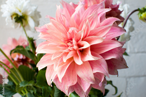 Close up of pink dahlia in a bunch of flowers against a white brick wall