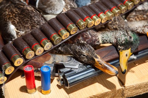 Hunting shotgun shells and a duck