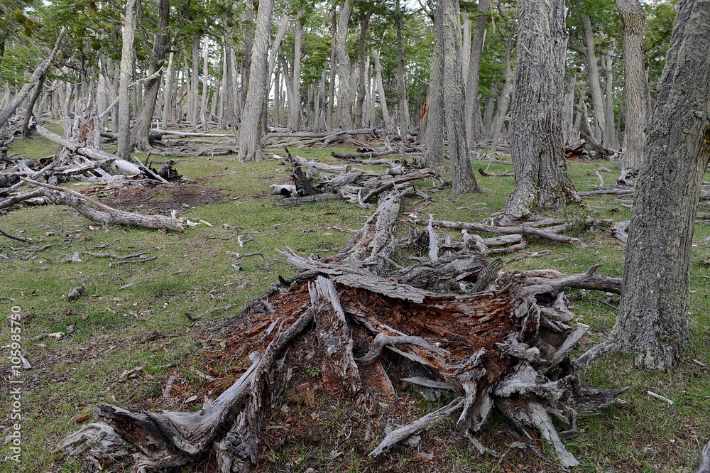  Fallen trees on the shore of Lago Blanco. Chile