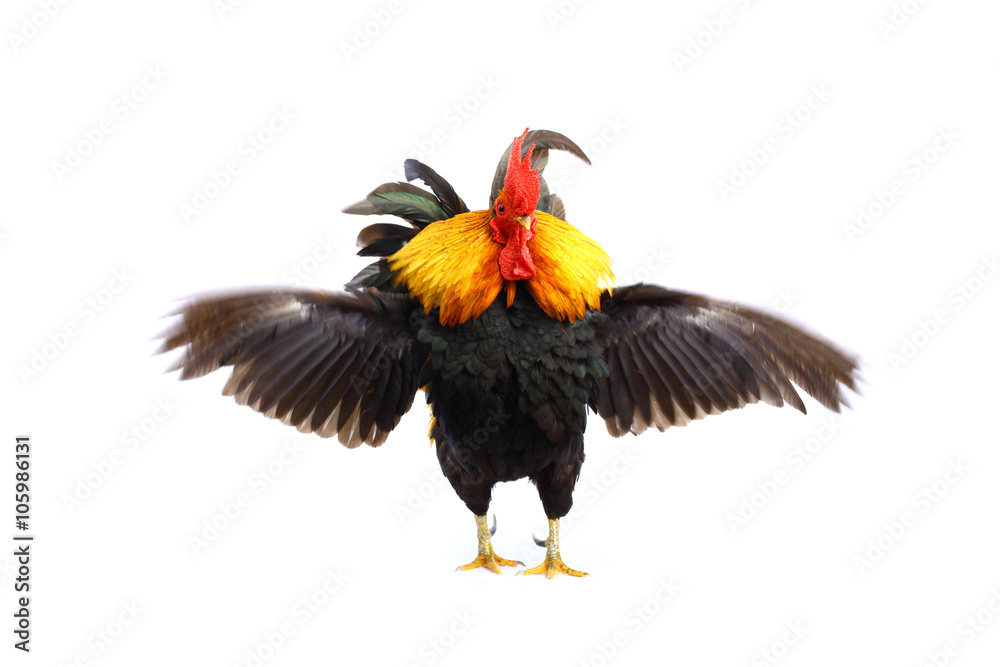 Fototapeta premium Bantam ,Chicken bantam isolated on white 