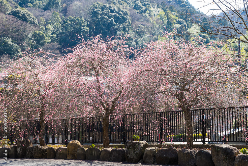 Fototapeta premium Weeping cherry tree