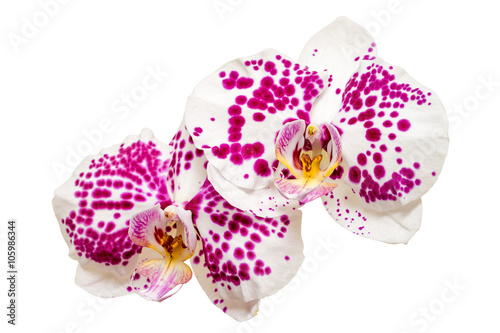 two white and pink orchids isolated on white background