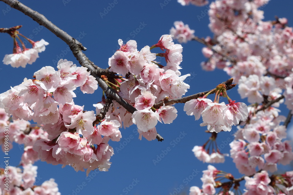 japanese apricot japanese apricot